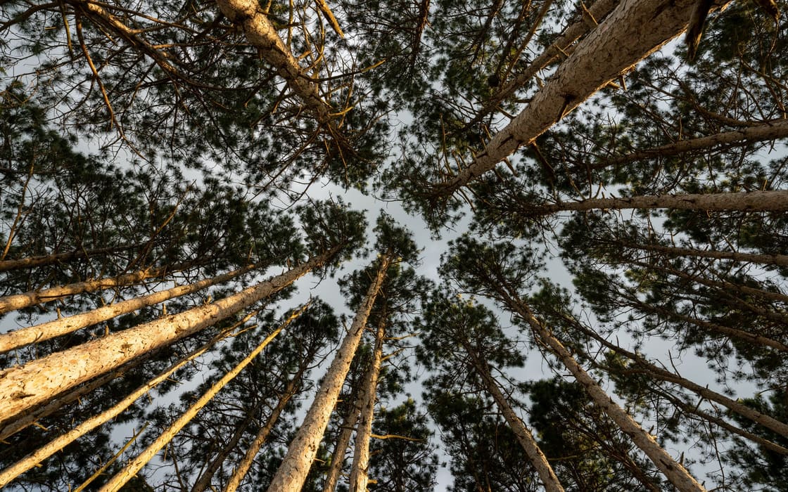 Tall pines seen from below, the kind that overhang rooflines across Angelina County.